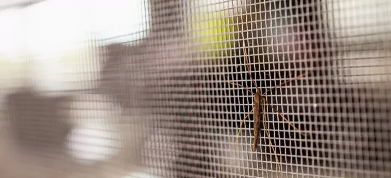 Repair Mosquito Mesh For Windows in Poinciana, FL